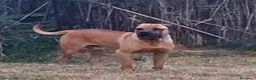 Cane Corso cani in vendita: Cane corso - Annuncio 4