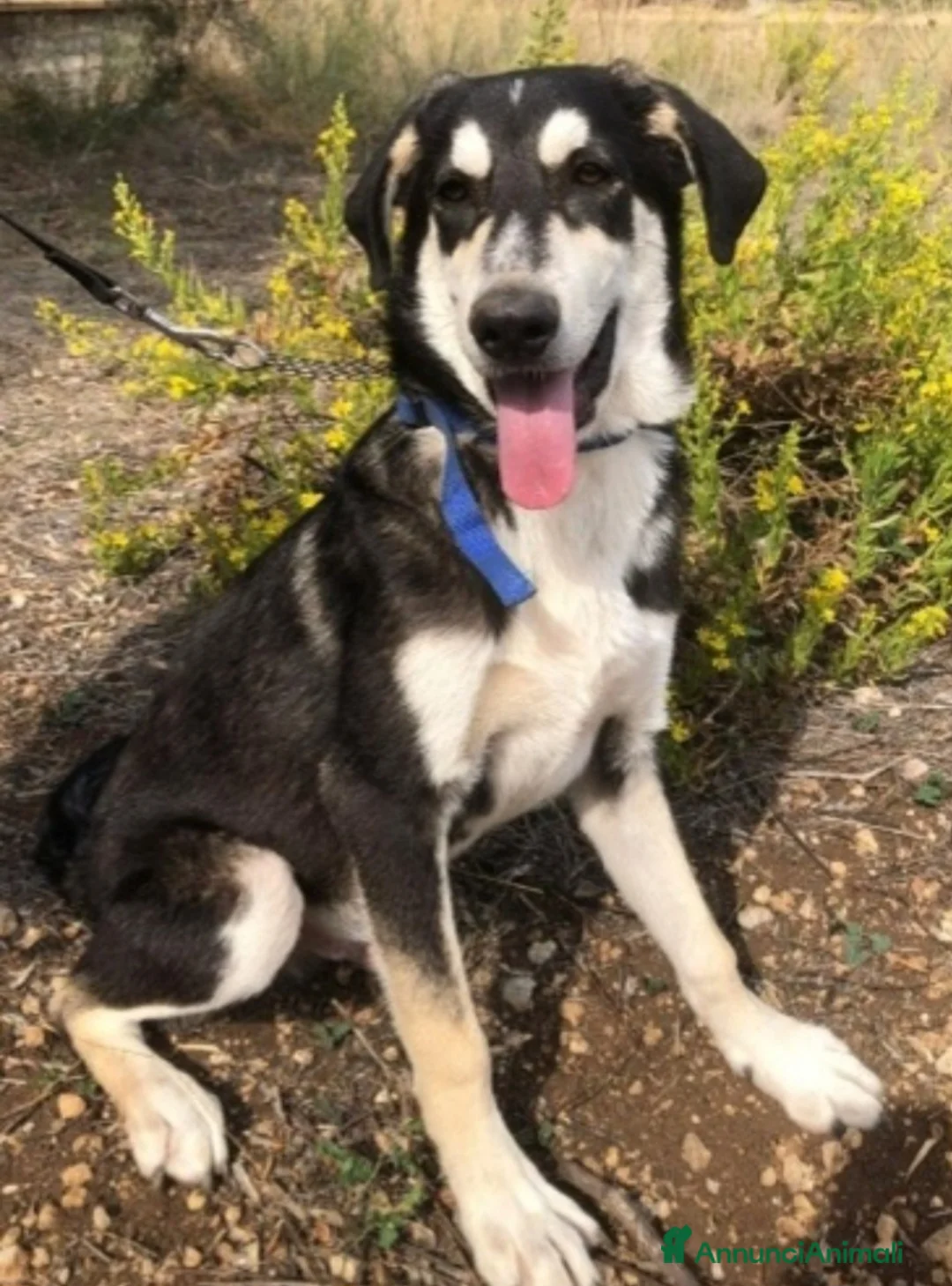 Meticcio cani in regalo: Mix Australian Shepherd 11mesi INVISIBILE.SICILIA - Annuncio 1