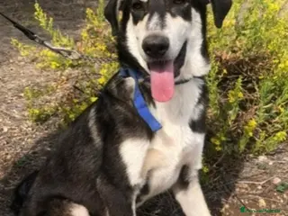 Meticcio cani Mix Australian Shepherd 11mesi INVISIBILE.SICILIA - Annuncio 28