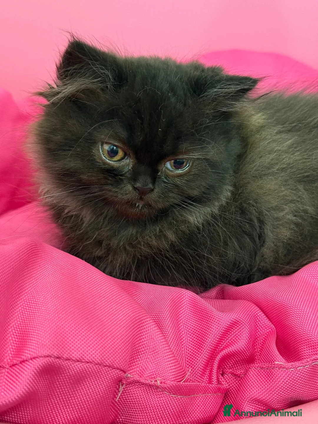 Persiano gatti in vendita: Cuccioli Persiani  - Annuncio 2