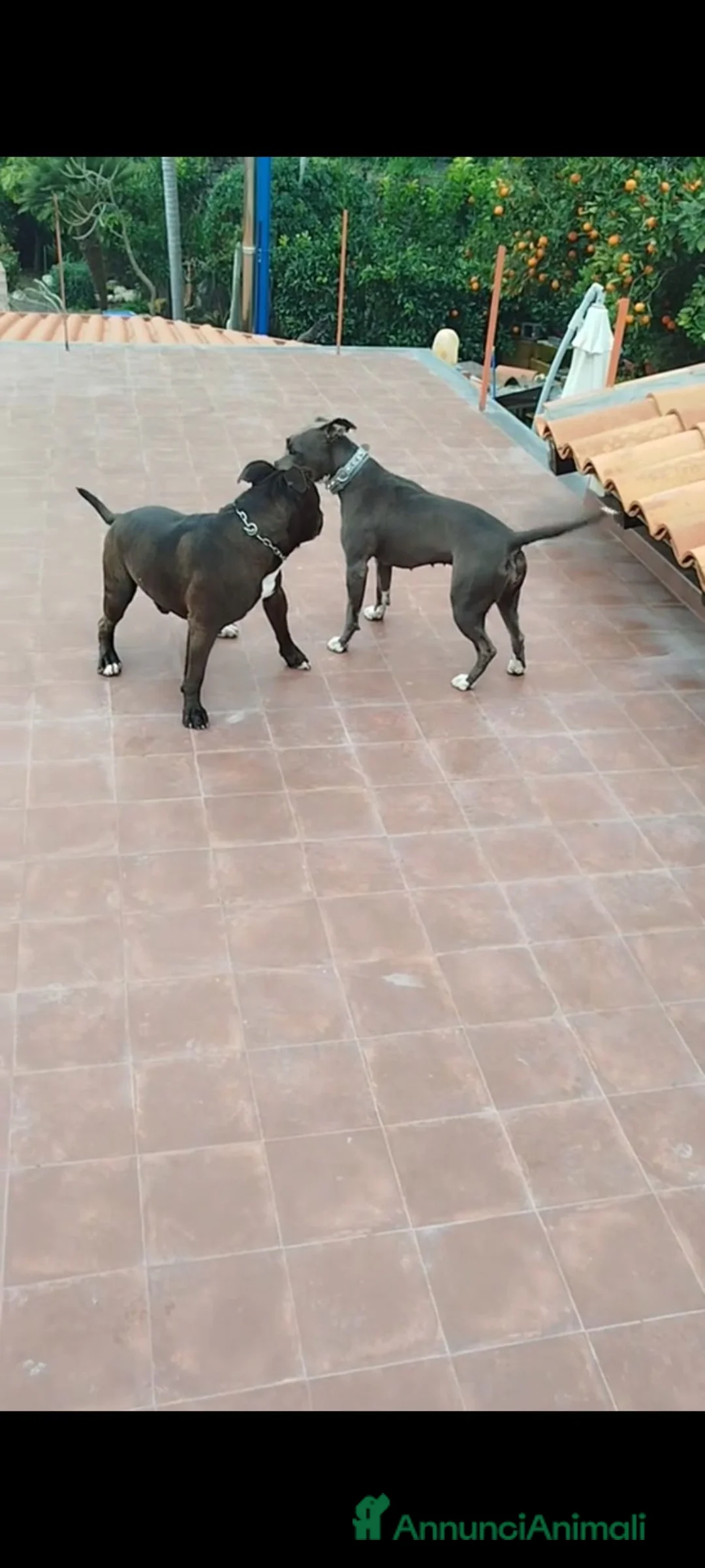 Pitbull cani in vendita: Pitbull - Annuncio 2