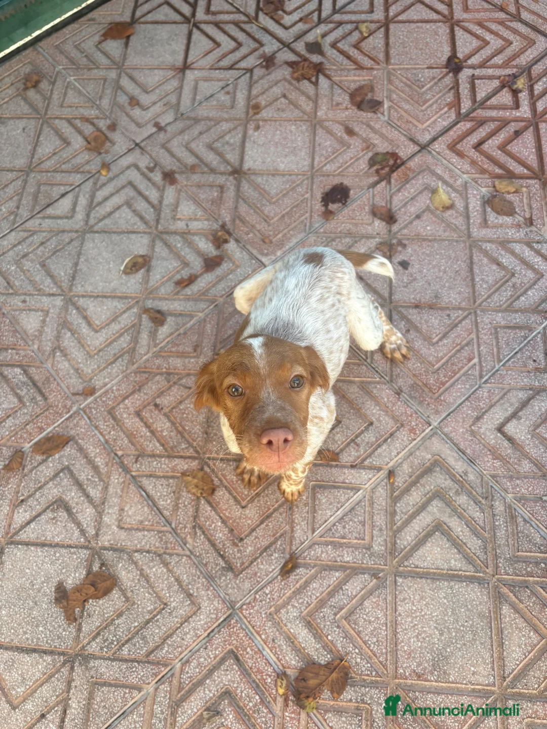 Breton cani in vendita: BRETON ESPAGNEL - Annuncio 2