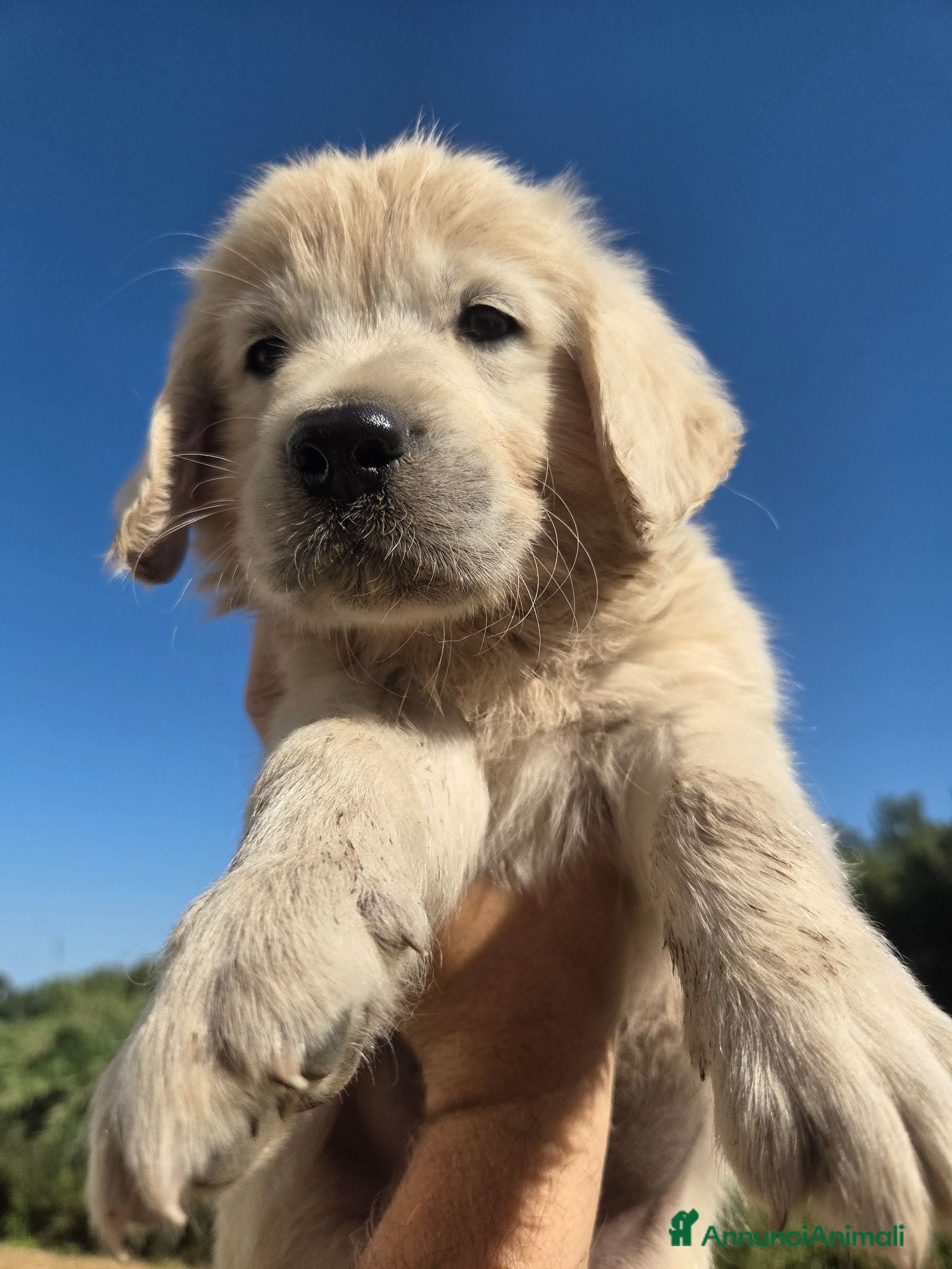 Golden Retriever cani Disponibili cuccioli golden retriever - Annuncio 2