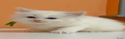 Ragdoll gatti in vendita: Cuccioli di ragdoll - Annuncio 15
