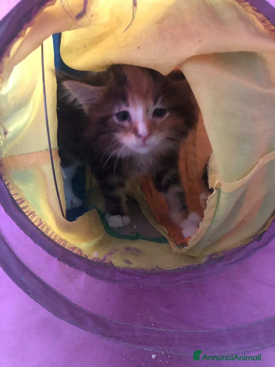 Maine Coon gatti in vendita: Cuccioli Maine Coon - Annuncio 8