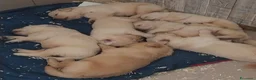 Golden Retriever cani in vendita: Cuccioli di Golden Retriver linea Inglese a Provincia di Pavia - Annuncio 9
