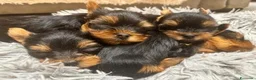 Yorkshire cani in vendita: Adorabili Cuccioli di Yorkshire terrier M/F - Annuncio 15