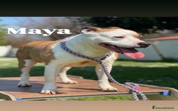 American Staffordshire cani in regalo: MAYA BELLISSIMA AMSTAFF a Città metropolitana di Milano - Immagine 10