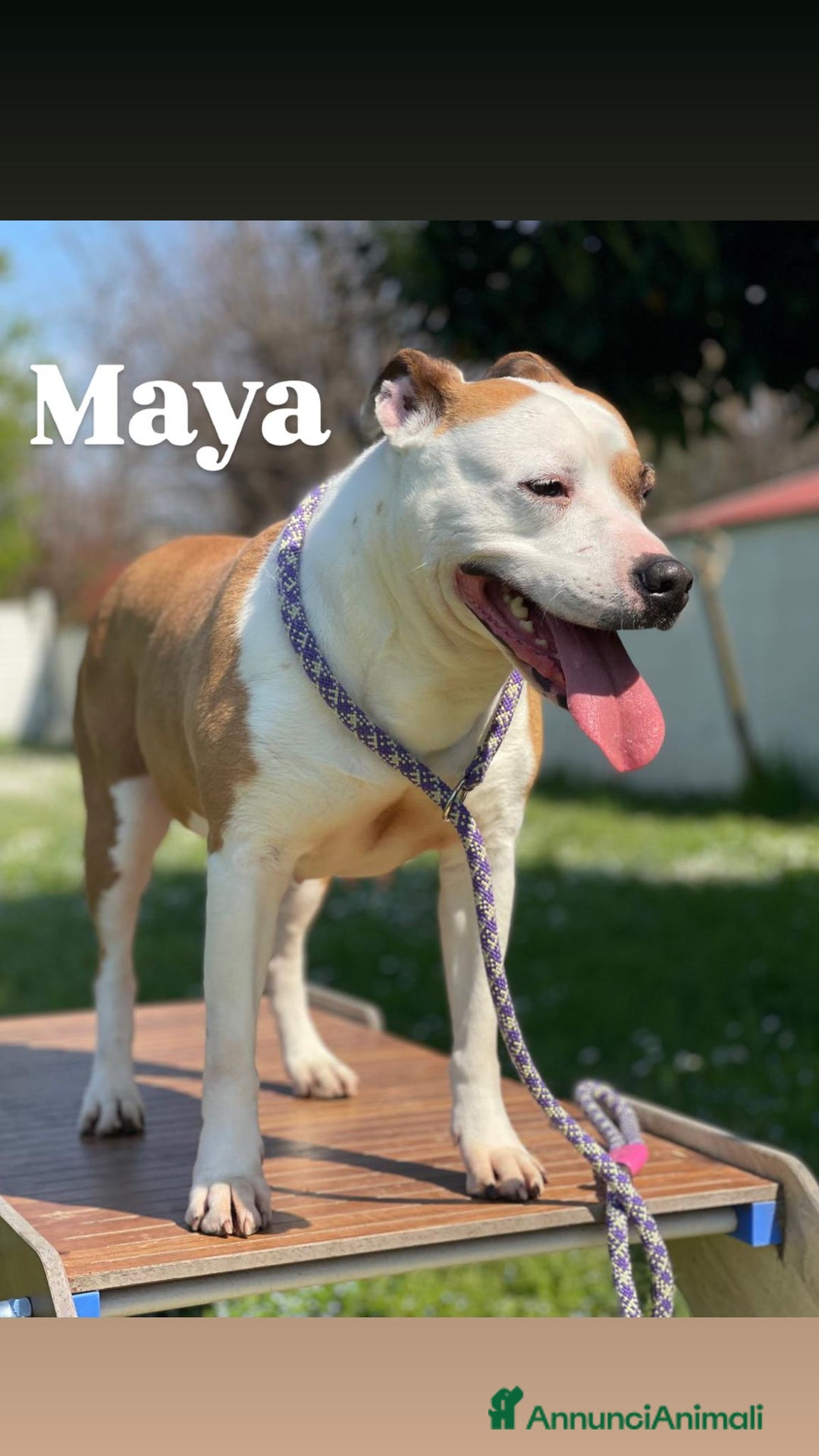American Staffordshire cani in regalo: MAYA BELLISSIMA AMSTAFF a Città metropolitana di Milano - Immagine 10