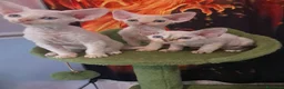 Devon Rex gatti in vendita: Devon rex red point  - Annuncio 3