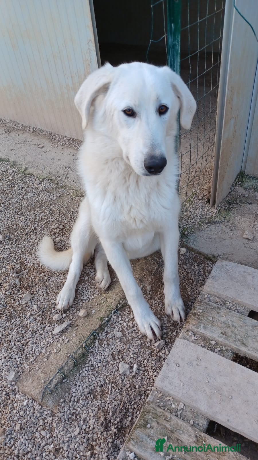 Meticcio cani DOLCISSIMO CUCCIOLONE : DEMYR a Città metropolitana di Roma Capitale - Annuncio 31