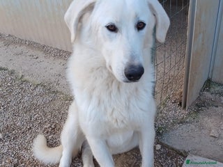 Meticcio cani DOLCISSIMO CUCCIOLONE : DEMYR a Città metropolitana di Roma Capitale - Annuncio 33