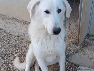 Meticcio cani DOLCISSIMO CUCCIOLONE : DEMYR a Città metropolitana di Roma Capitale - Annuncio 31