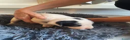Meticcio cani in regalo: Regalo Cuccioli incrocio di Amstaff - Annuncio 7