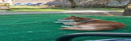 Shiba Inu cani per accoppiamento: Cerco femmina x monta a Città Metropolitana di Napoli - Annuncio 3