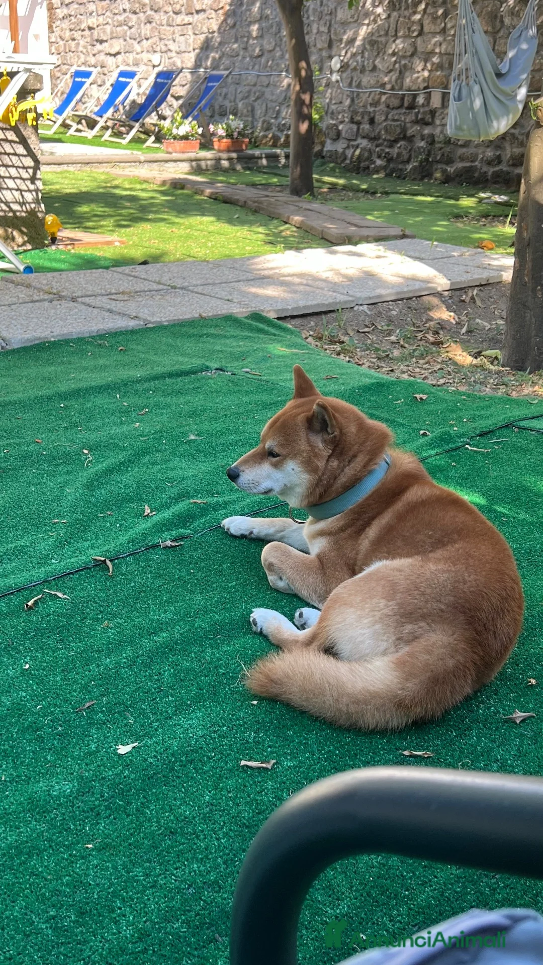 Shiba Inu cani per accoppiamento: Cerco femmina x monta a Città Metropolitana di Napoli - Annuncio 3