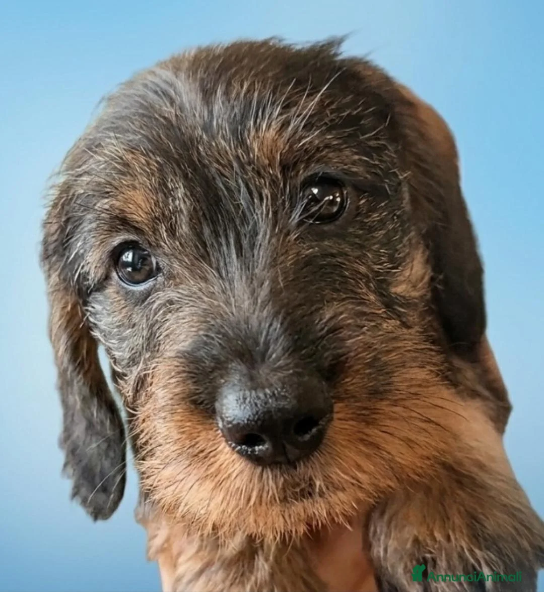 Bassotto Nano cani in vendita: Cuccioli bassotto pelo duro  - Annuncio 6
