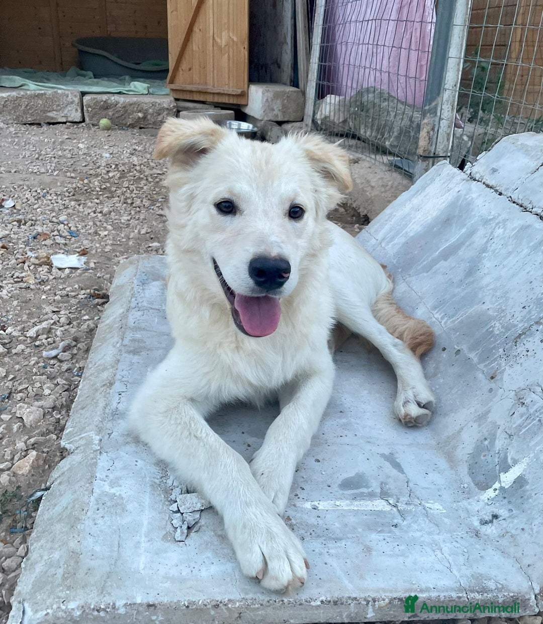 Meticcio cani in regalo: IL DOLCISSIMO AIKO - Annuncio 7