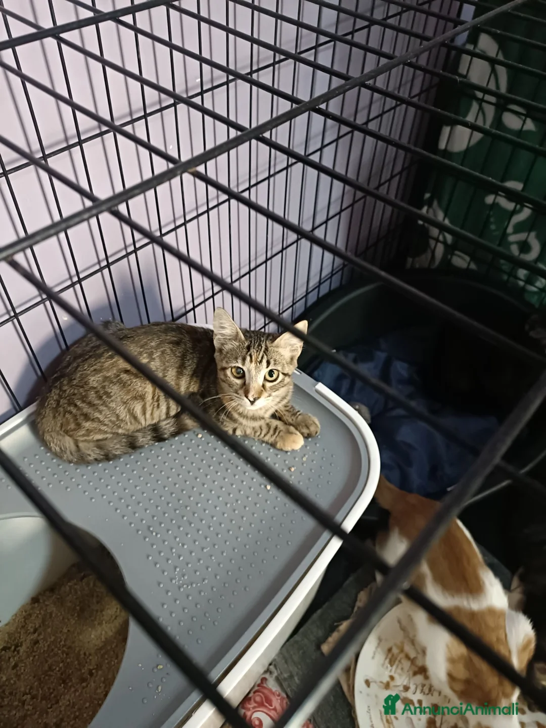 Meticcio gatti in regalo: Trixie - Annuncio 1