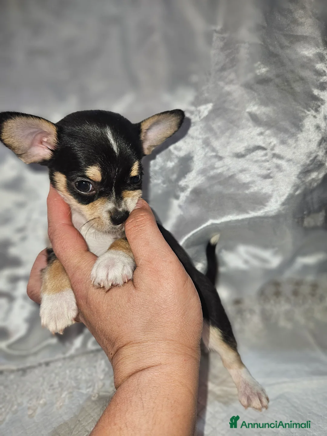 Chihuahua cani in vendita: Chihuahua toy mini - Annuncio 9