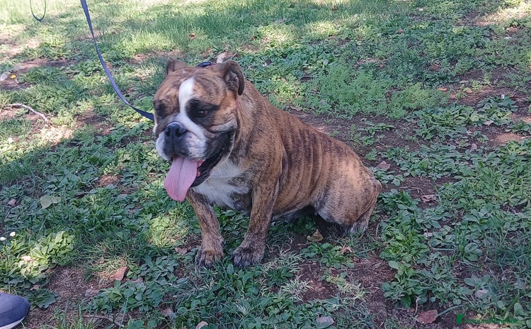 Bulldog cani - Annuncio 1