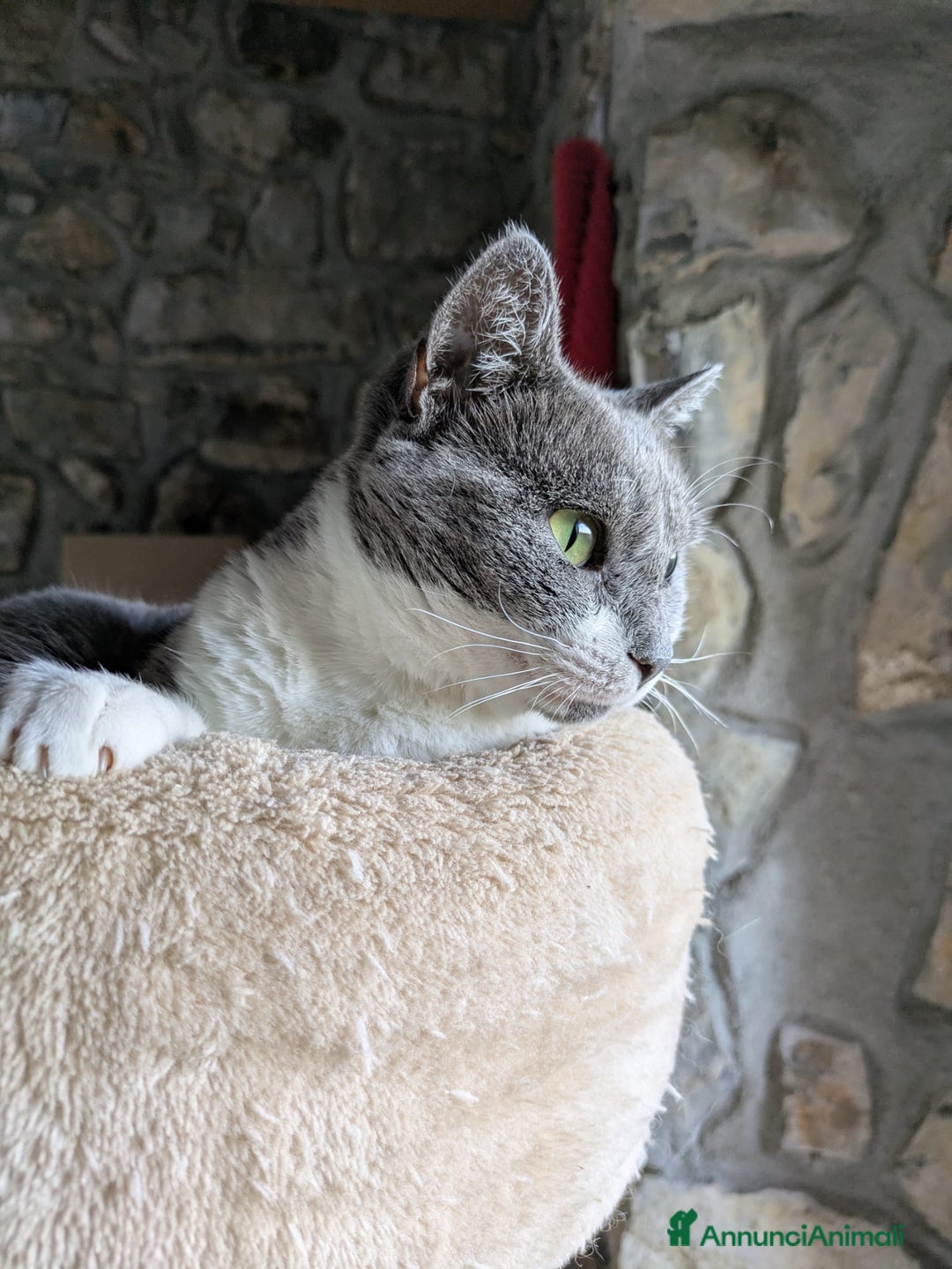 Europeo gatti in regalo: La tua nuova miglior amica Micia ti aspetta! - Annuncio 7