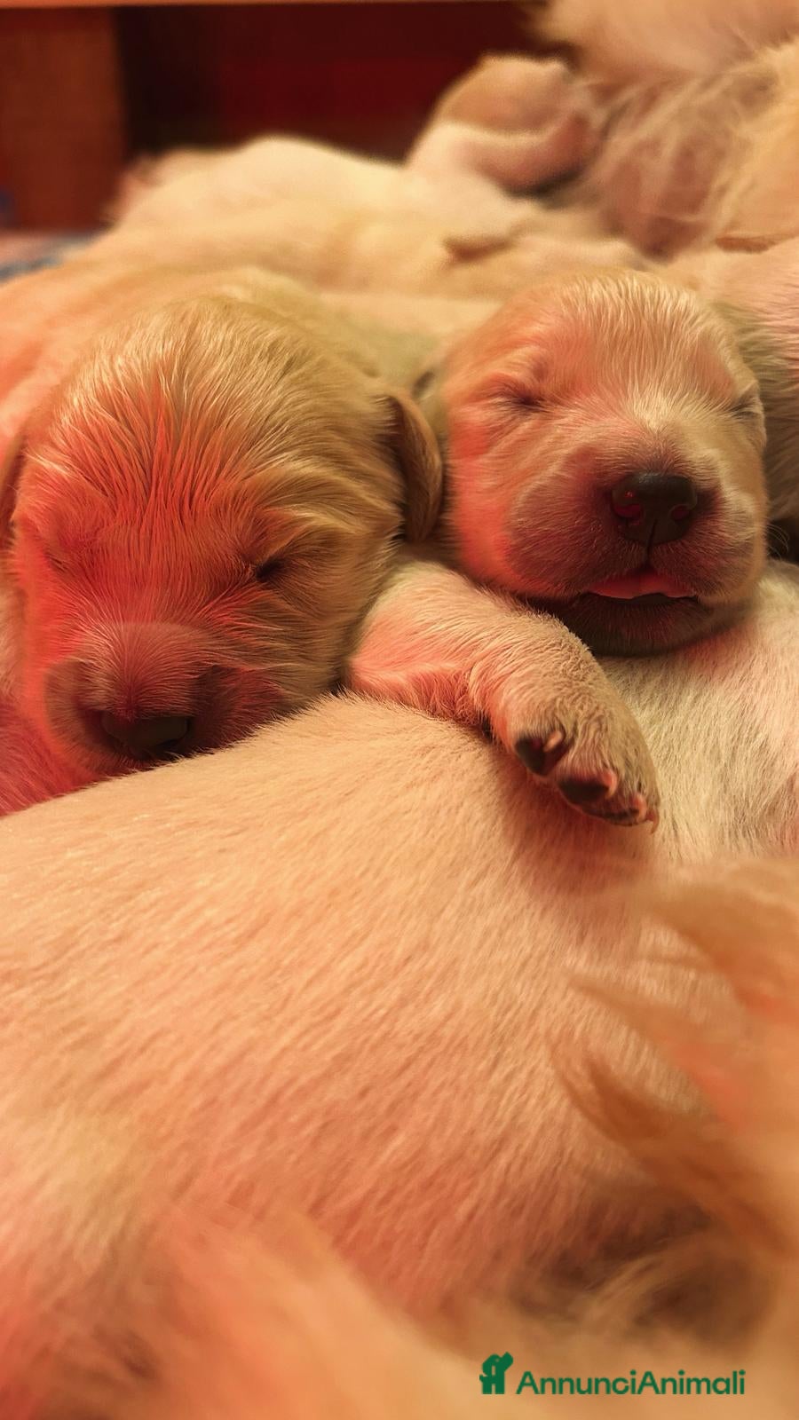 Golden Retriever cani CUCCIOLI DI GOLDEN RETRIEVER DISPONIBILI  a Città Metropolitana di Bologna - Annuncio 1