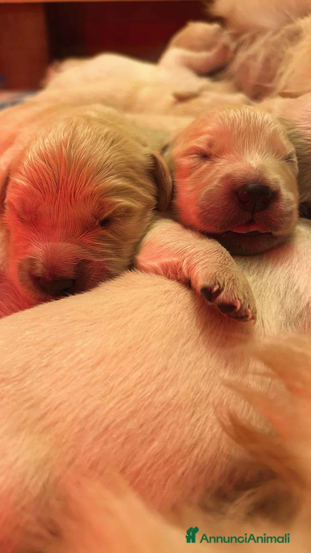 Golden Retriever cani in vendita: CUCCIOLI DI GOLDEN RETRIEVER DISPONIBILI  a Città Metropolitana di Bologna - Annuncio 1