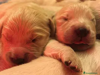 Golden Retriever cani CUCCIOLI DI GOLDEN RETRIEVER DISPONIBILI a Città Metropolitana di Bologna - Annuncio 1