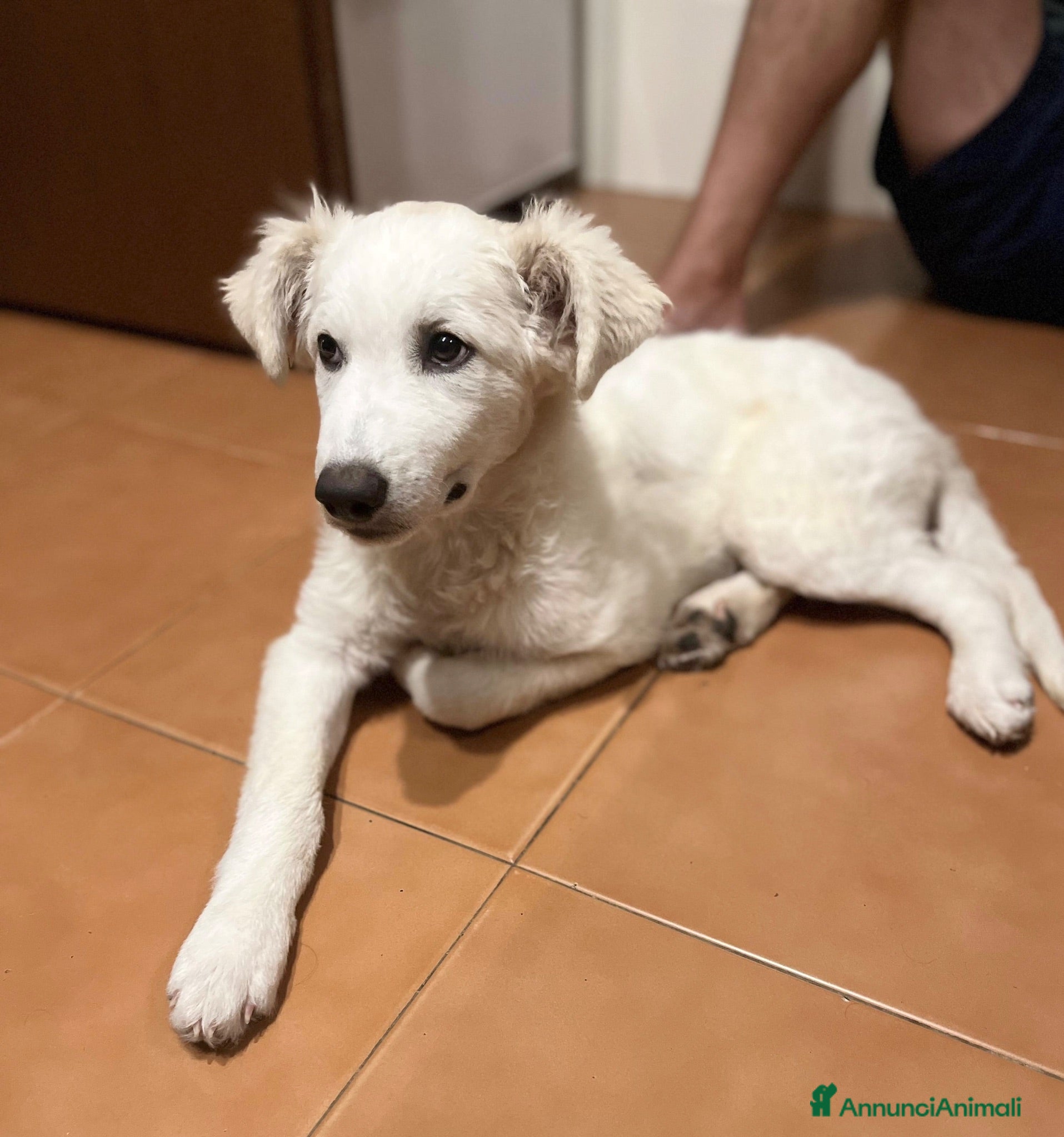 Meticcio cani Cucciolo 4 mesi tg medio abbondante  - Annuncio 14