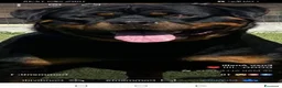 Rottweiler cani in vendita: Rottweiler cucciolata toooop - Annuncio 1