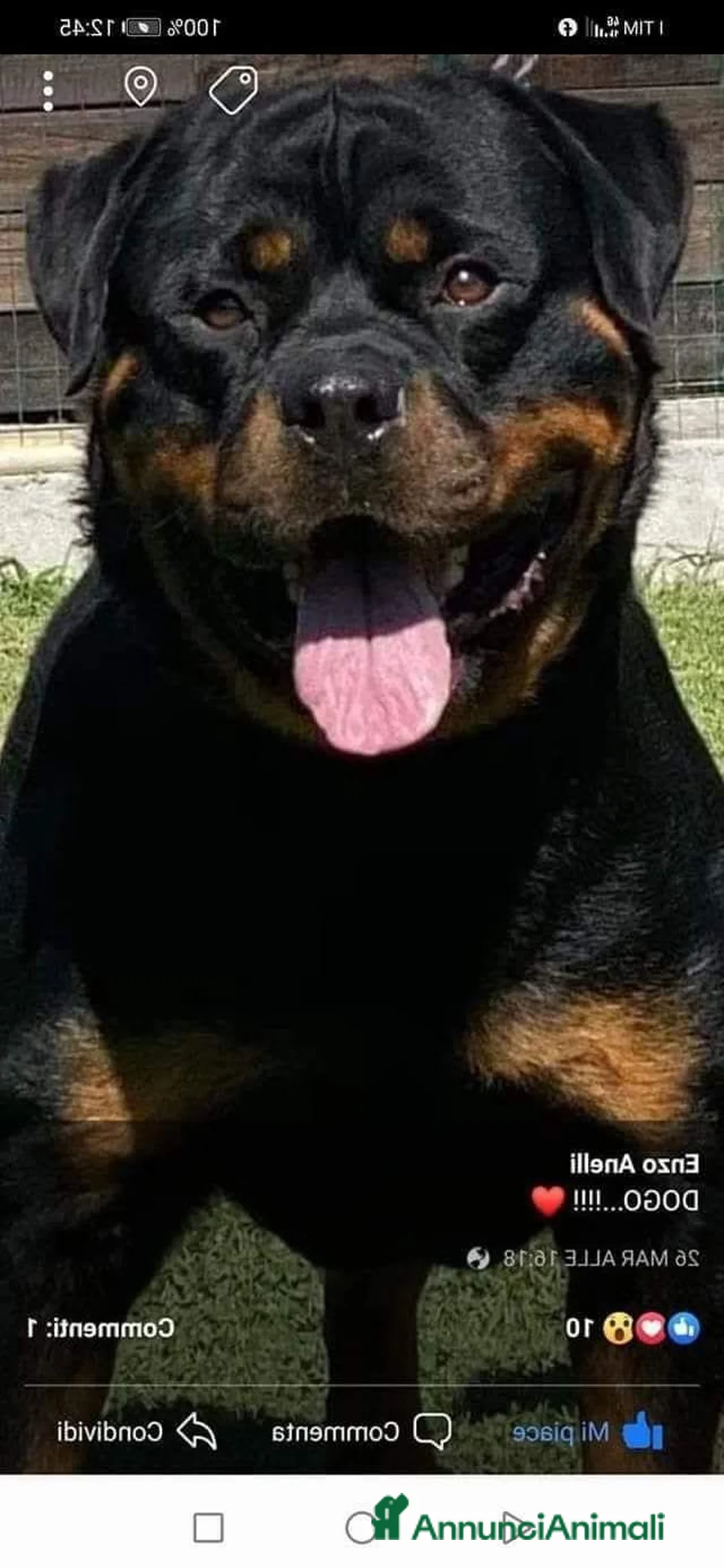 Rottweiler cani in vendita: Rottweiler cucciolata toooop - Annuncio 1