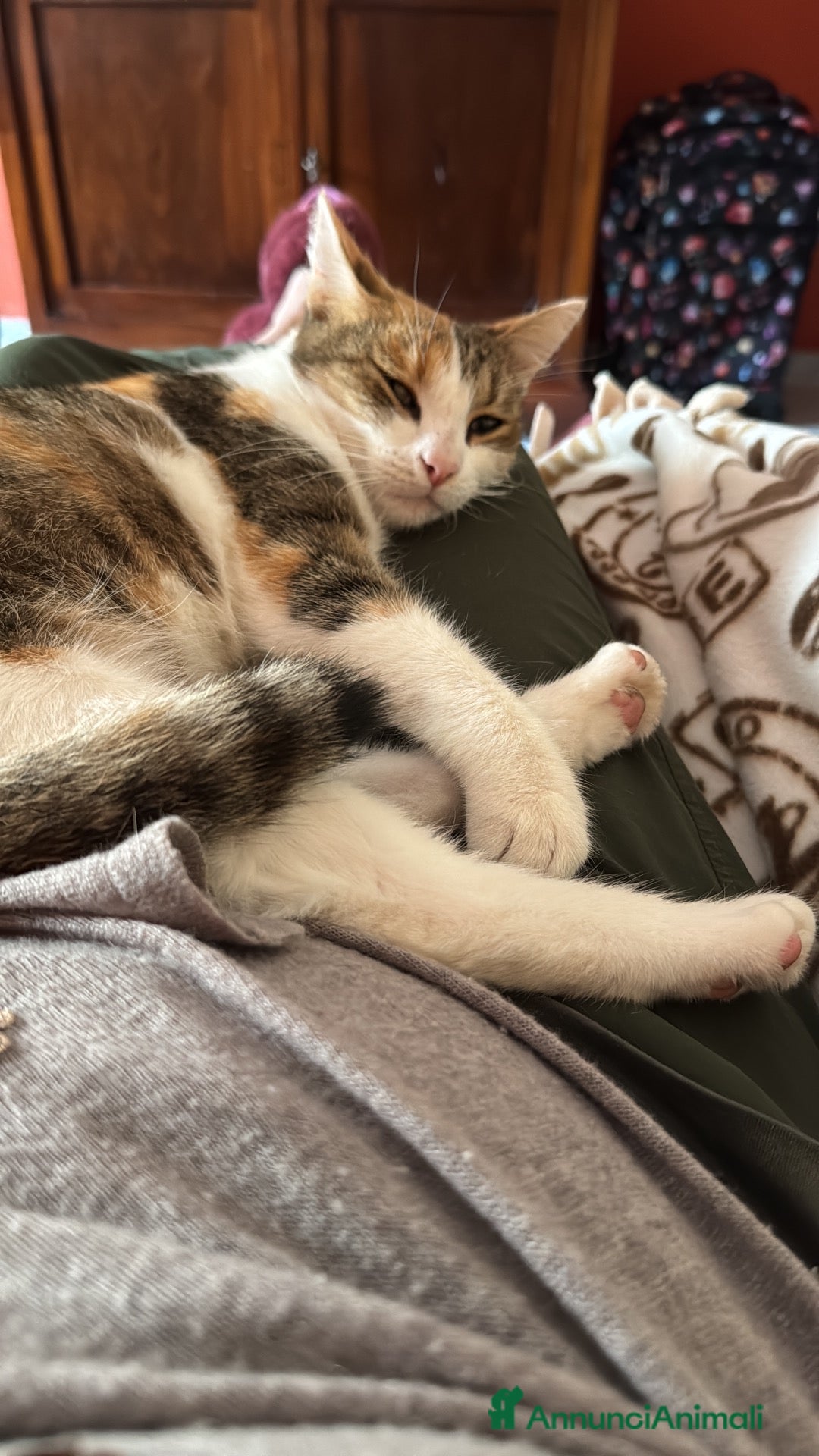 Meticcio gatti Tricolore - Calico Femmina - Annuncio 32