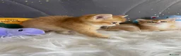 Scottish gatti in vendita: Gattini di Razza Scottish - Annuncio 9