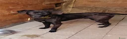Meticcio cani in regalo: Ciccio - Annuncio 5