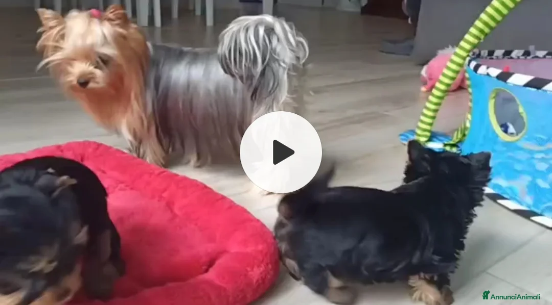 Yorkshire cani in vendita: Yorkshire toy a Provincia di Campobasso - Annuncio 2