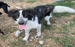 Meticcio cani in regalo: Gilberto 1 anno taglia grande a Provincia di Teramo - Immagine 2