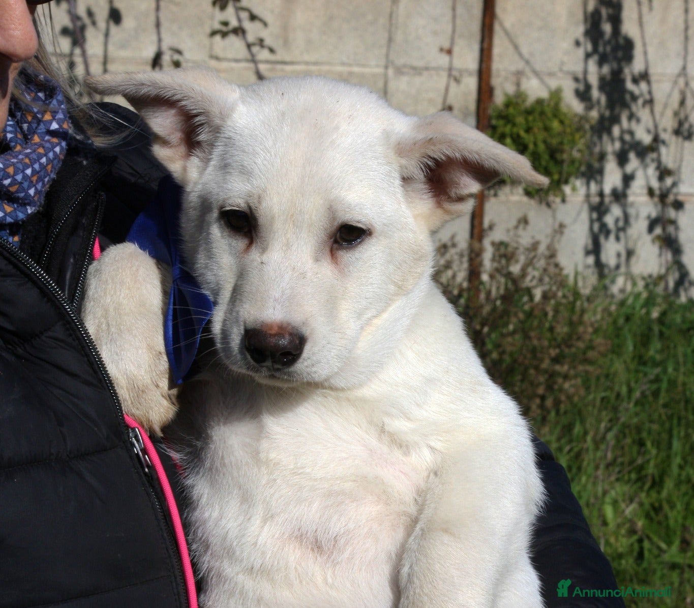 Meticcio cani Mario mix akita in adozione  - Annuncio 2