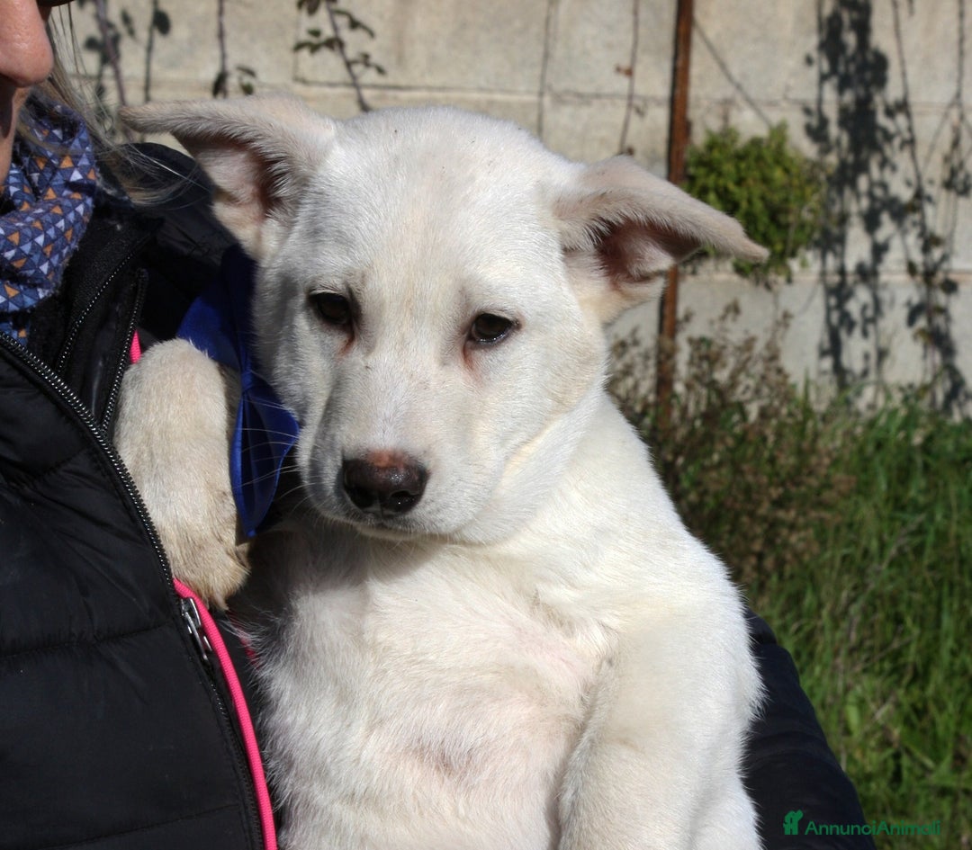 Meticcio cani in regalo: Mario mix akita in adozione  - Annuncio 2