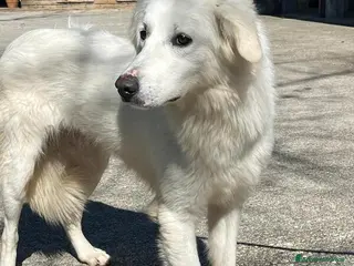 Meticcio cani MARY ABBANDONATA COME SPAZZATURA, IN ADOZIONE - Annuncio 32