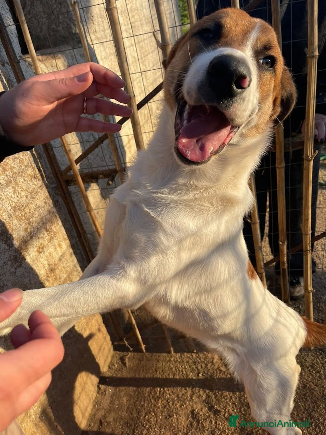 Meticcio cani in regalo: DOLCE BUBI 6/7 MESI  - Annuncio 4