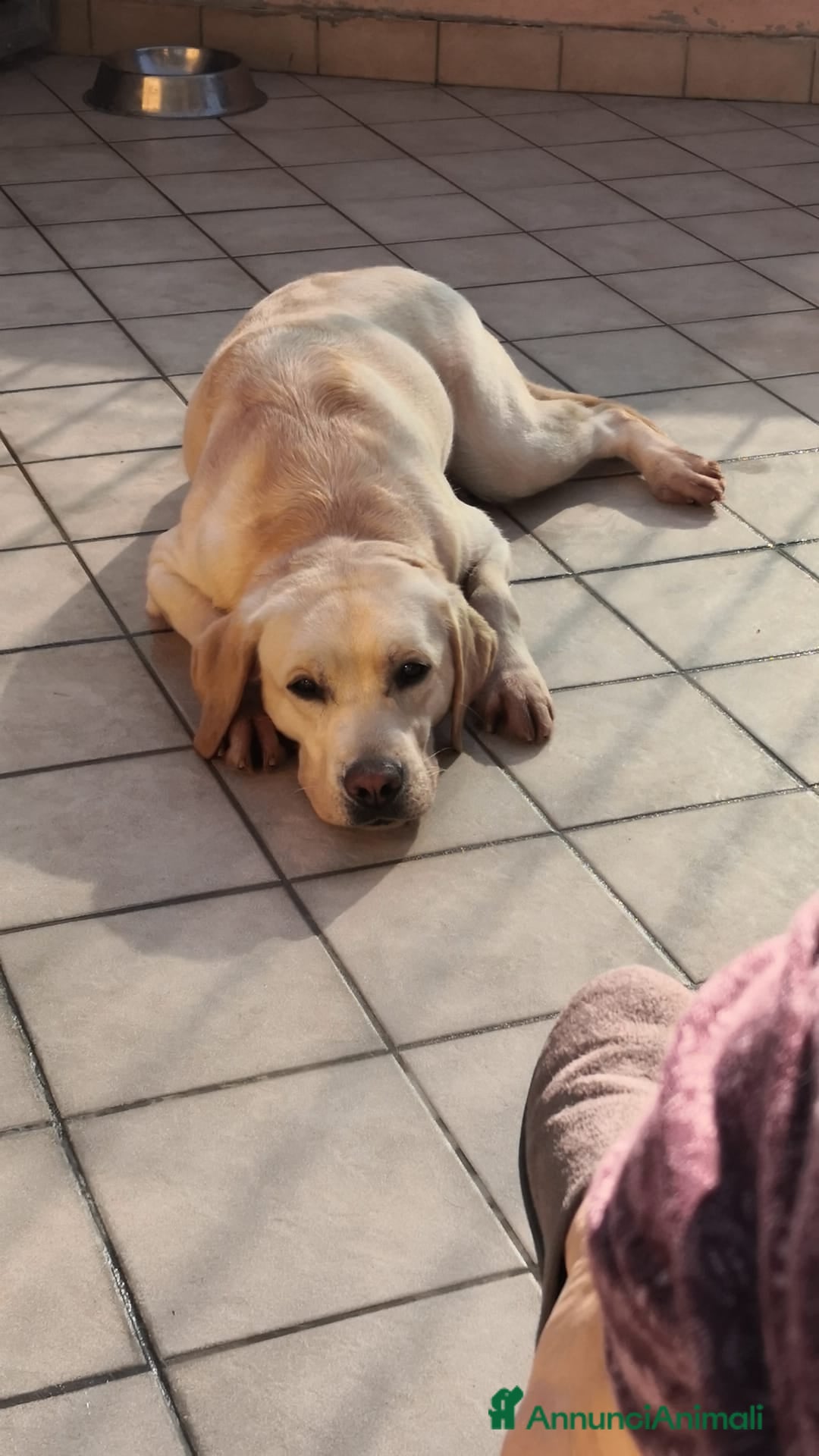 Labrador cani in vendita: 🐾  Cuccioli di Labrador Retriever  con Pedigree  - Annuncio 5