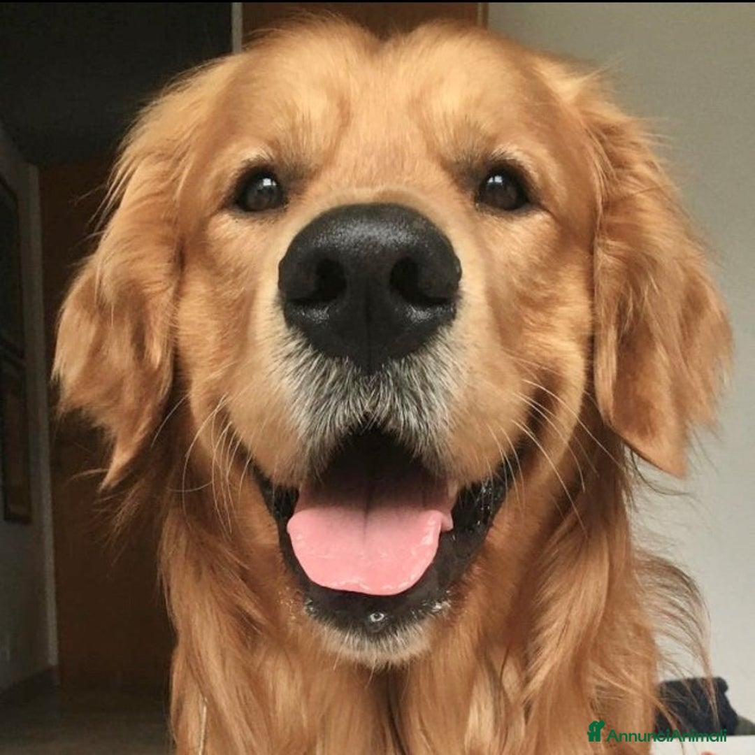 Golden Retriever cani per accoppiamento: Golden Retriever maschio, Ettore, cerca fidanzata  a Città Metropolitana di Torino - Annuncio 1