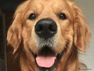 Golden Retriever cani Golden Retriever maschio, Ettore, cerca fidanzata a Città Metropolitana di Torino - Annuncio 8