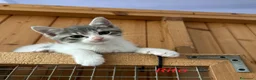 Meticcio gatti in regalo: Rita Lisa e Beniamino - Annuncio 4