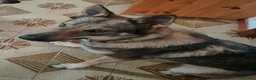 Lupo Cecoslovacco cani in vendita: Cucciola Cane Lupo Cecoslovacco a Provincia di Vicenza - Annuncio 1