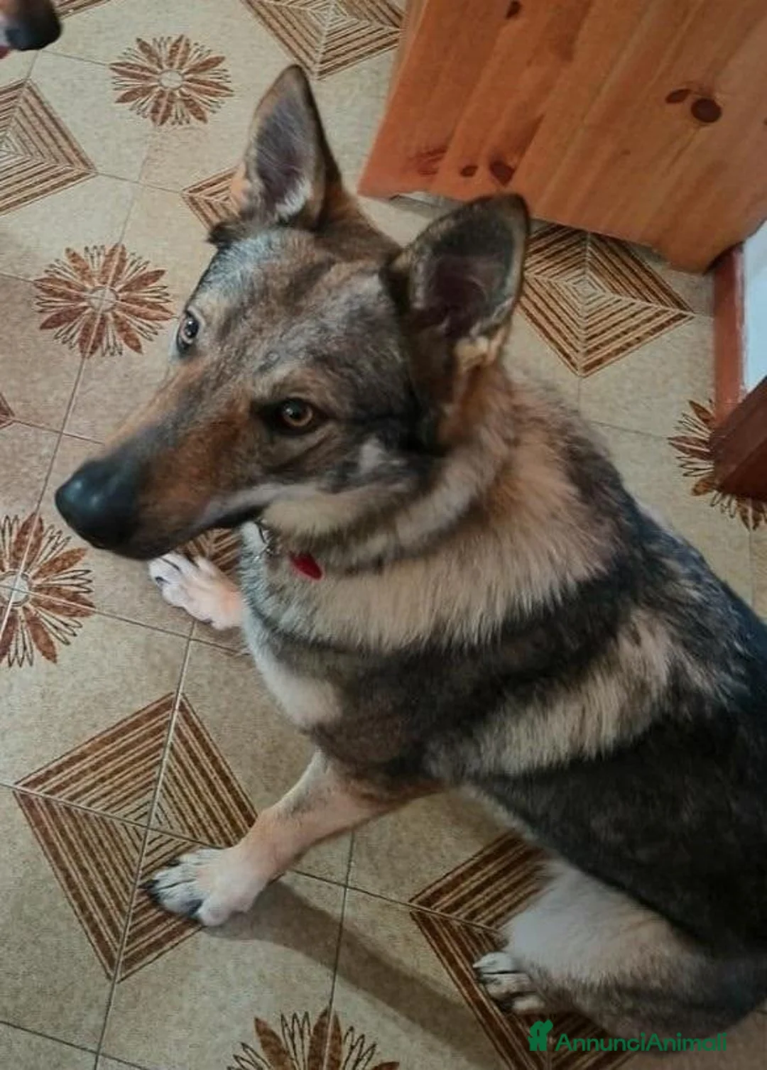 Lupo Cecoslovacco cani in vendita: Cucciola Cane Lupo Cecoslovacco a Provincia di Vicenza - Annuncio 1