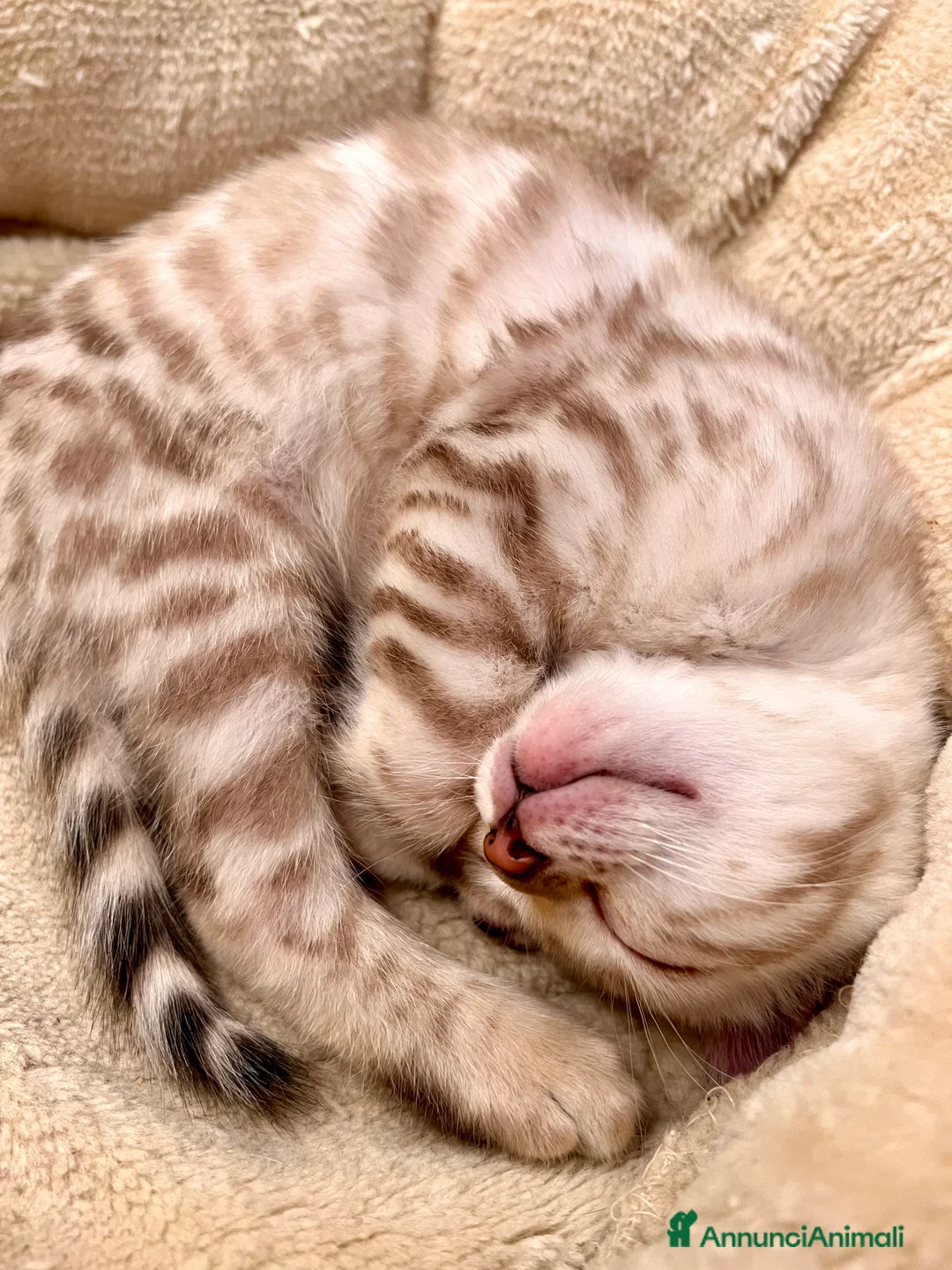 Immagine della galleria {{count}}