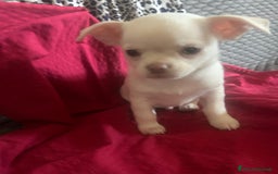 Chihuahua cani in vendita: Chihuahua con pedigree - Immagine 1