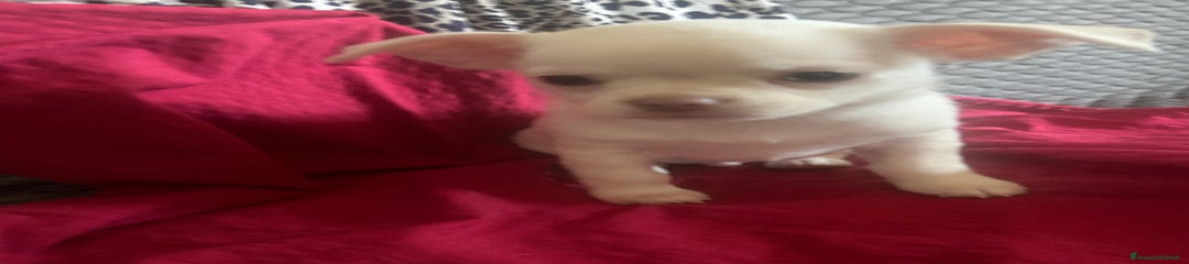 Chihuahua Cucciolo 1